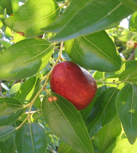 Ziziphus jujuba / Giuggiolo comune